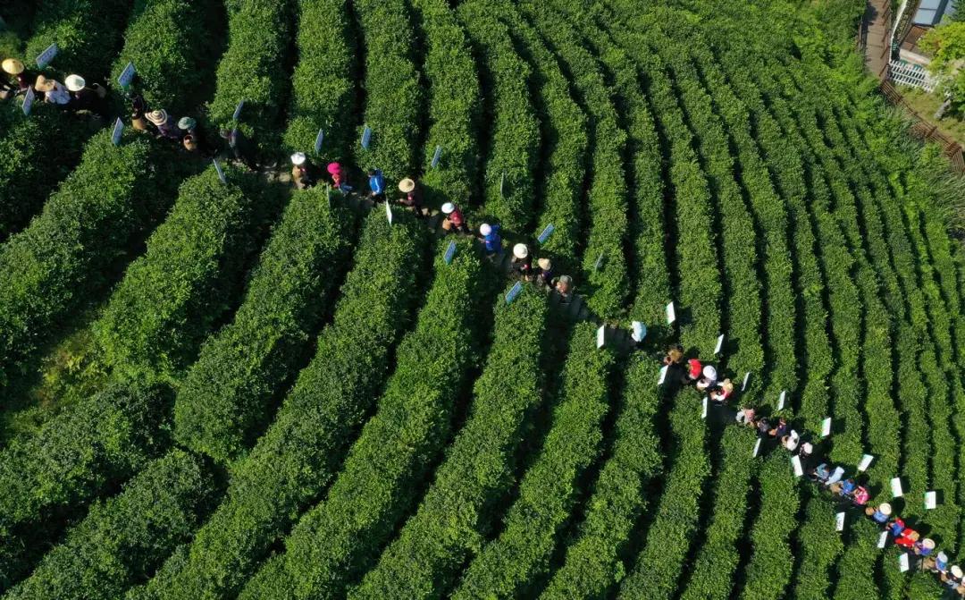 为什么爱余杭？这N个理由令人心动