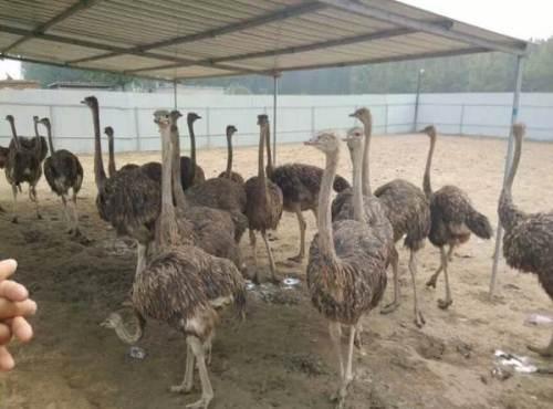 新手创业好项目，特别适合回乡创业者，有你感兴趣的项目吗？