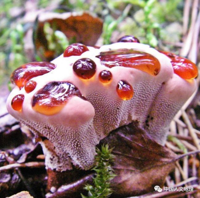 摄影彩色蘑菇,摄影师拍摄迷你蘑菇