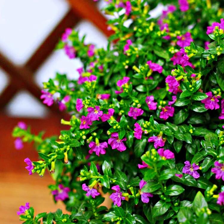 细叶萼距花的养殖方法,细叶萼距花的功效与作用