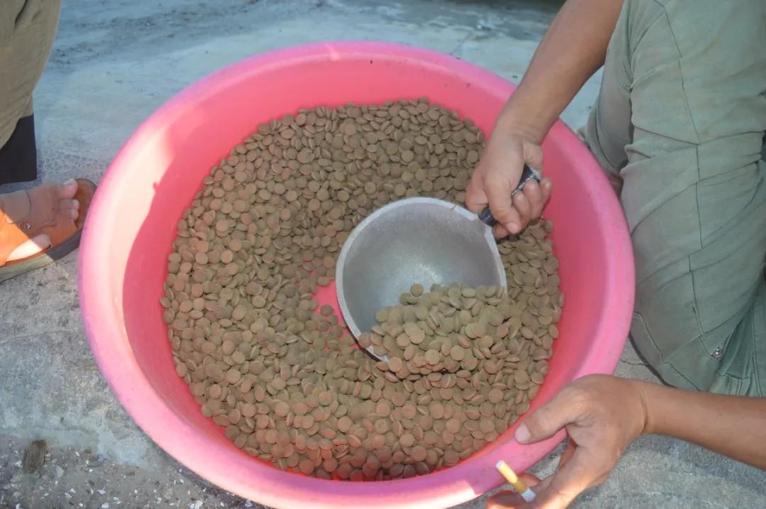 石斑鱼寄生虫类疾病防控技术,石斑鱼孢子虫最佳防治方法