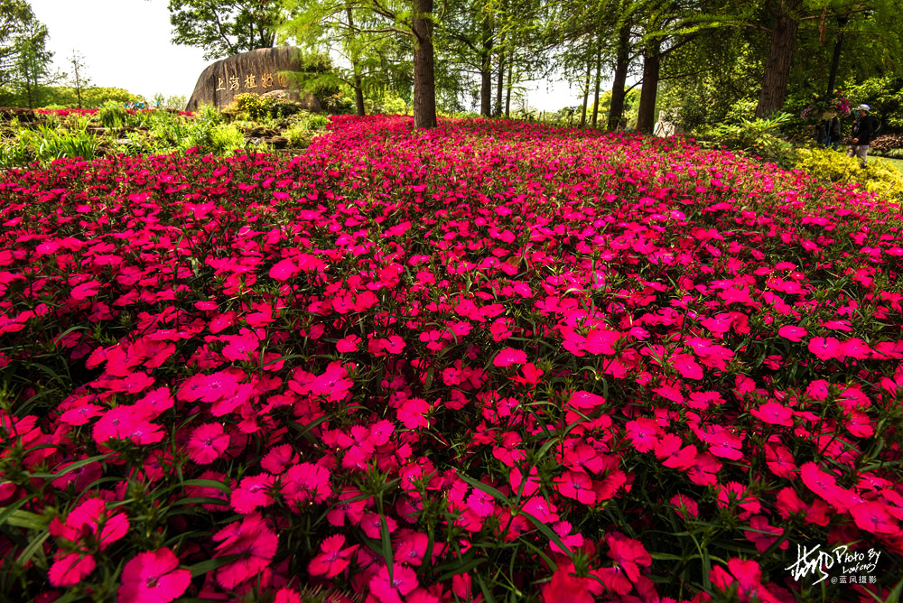 上海国际花展一览表,上海国际花展一览