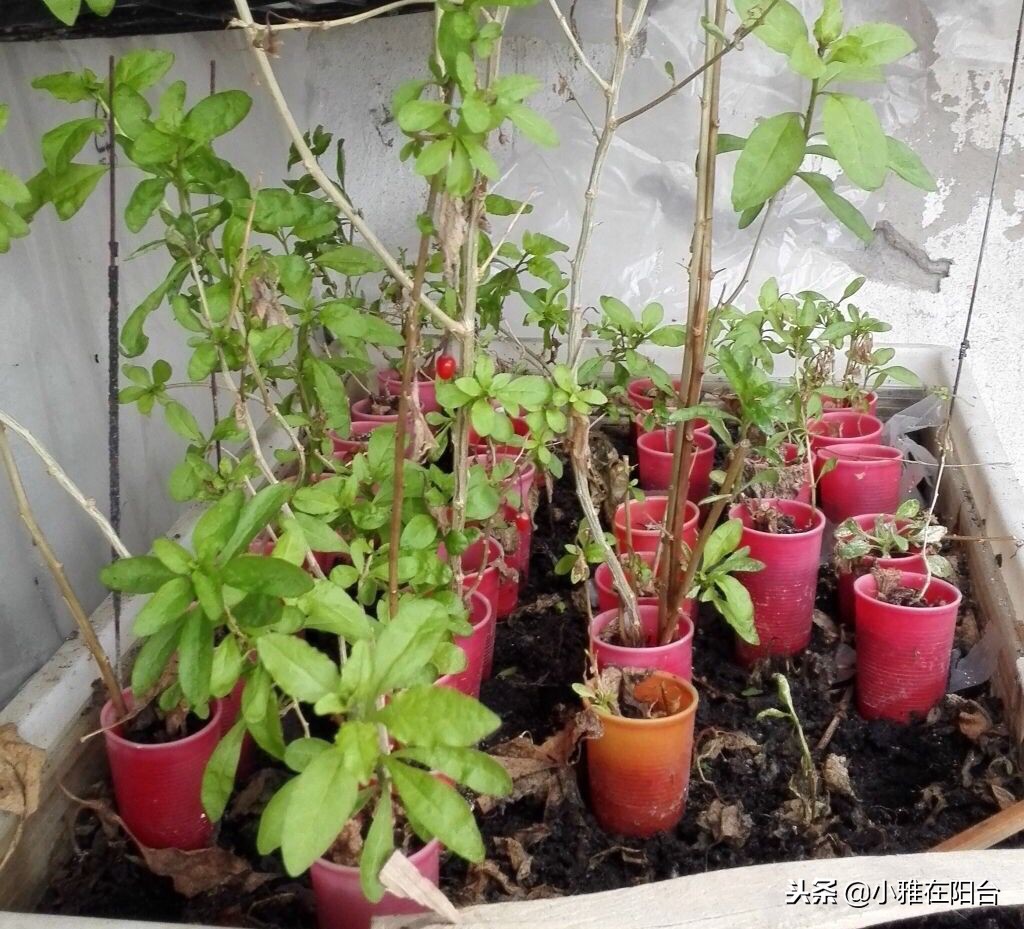 好养能结果的小盆栽,适合从种子开始养的盆栽