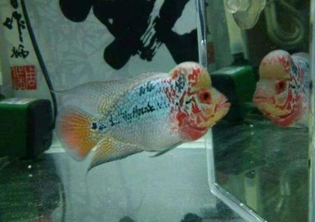 观赏鱼的体色忽明忽暗，这是主人饲养的问题还是别的原因？