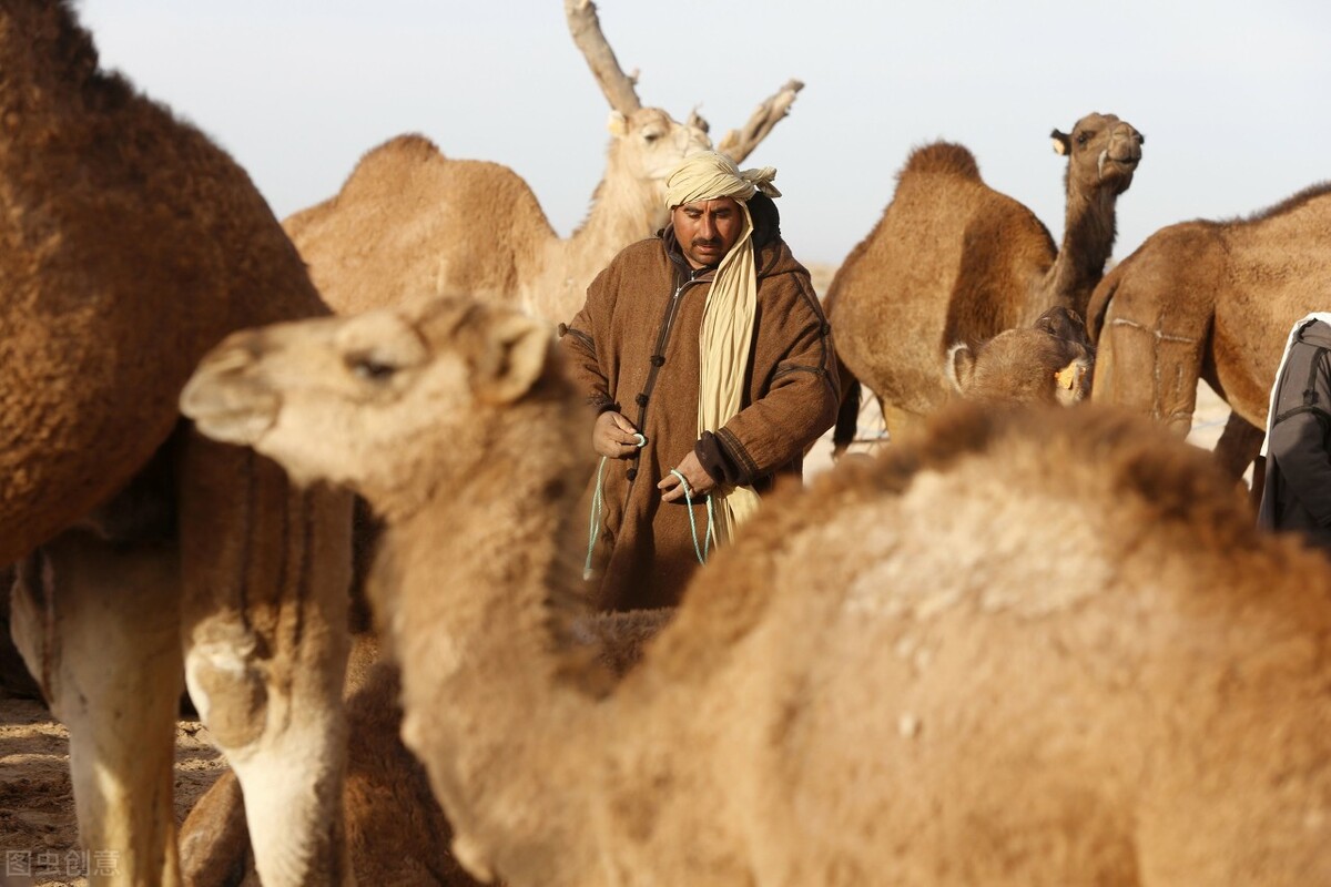 马肉在北非不是肉，是灵丹妙药