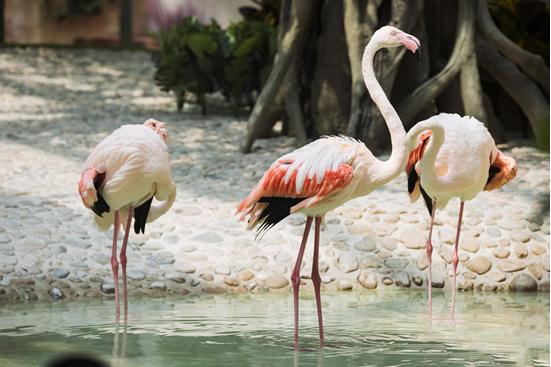 天津火烈鸟港湾酒店是几星级酒店,天津火烈鸟港湾酒店餐饮多少钱