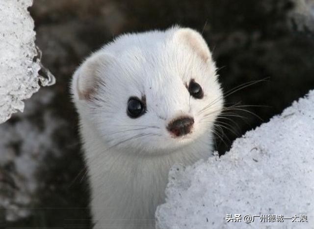 世界上十大很少见到的动物,世界上最受欢迎的动物排行榜