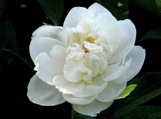 芍药杨妃出浴怎么样,芍药品种杨妃出浴独有的特征