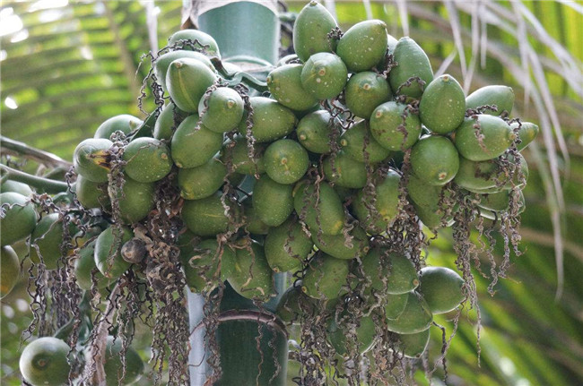 管住嘴的三种水果,这四种水果常见最好不要叫孩子吃