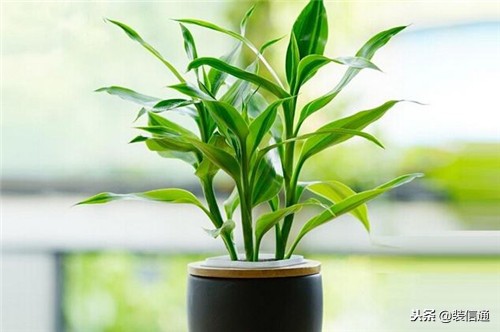 摆客厅招财最好摆什么,客厅招财物件怎么摆好风水