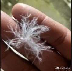 羽绒服钻毛知识,羽绒服钻绒毛是质量问题吗