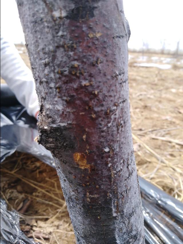 果树产生药害怎么补救,果树喷噻苯隆产生药害怎样补救