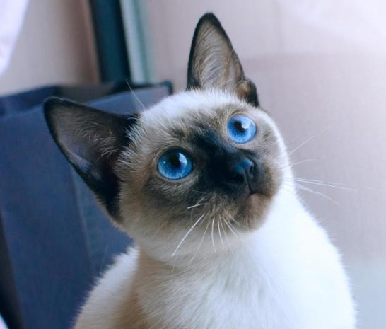 猫难养吗,猫难养么