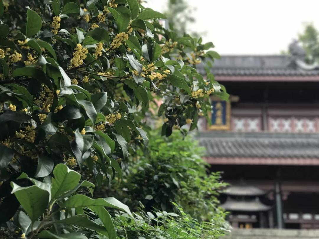 西湖最佳观景地,西湖边的一处幽静之地