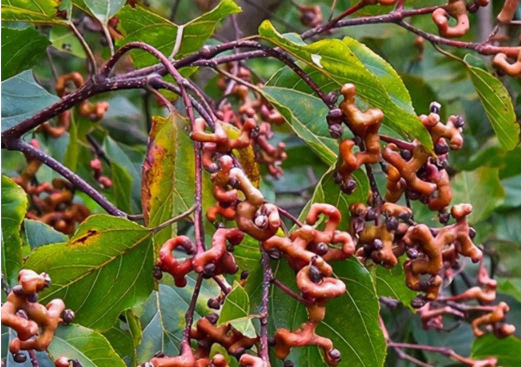 拐枣的形状与价值,拐枣骨鸡爪