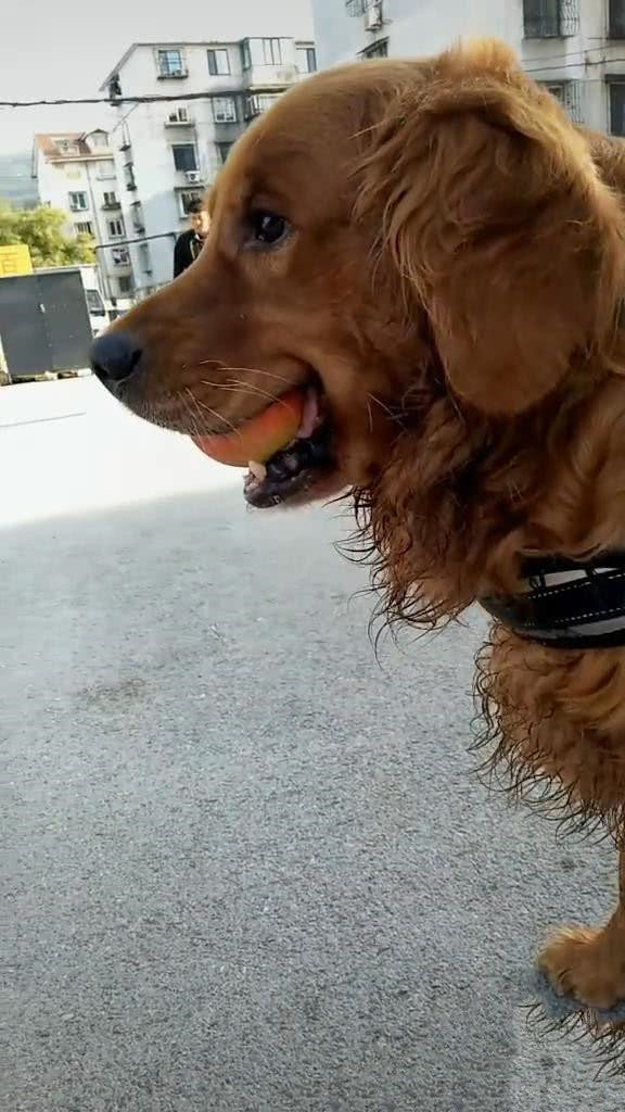 刚从水果店结完账，发现金毛嘴肿得老大，扒开一看：你也太会了吧