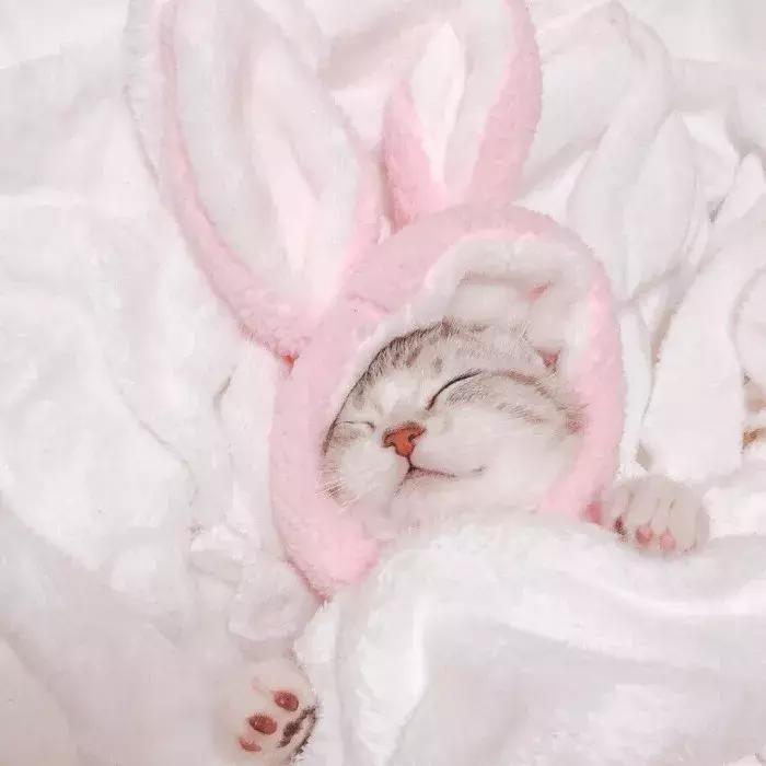 猫咪怀孕怎么去医院检查,猫咪怀孕怎么才知道