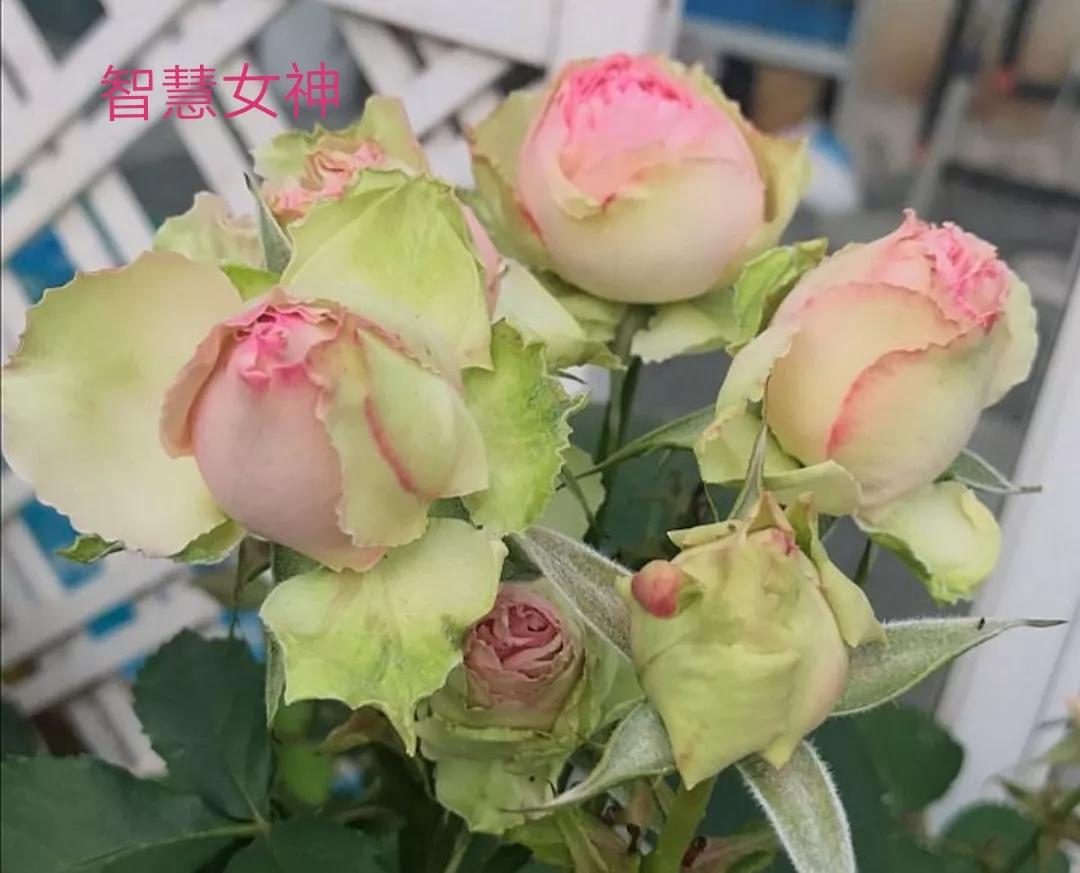 适合做切花的月季品种,十大公认最好切花月季