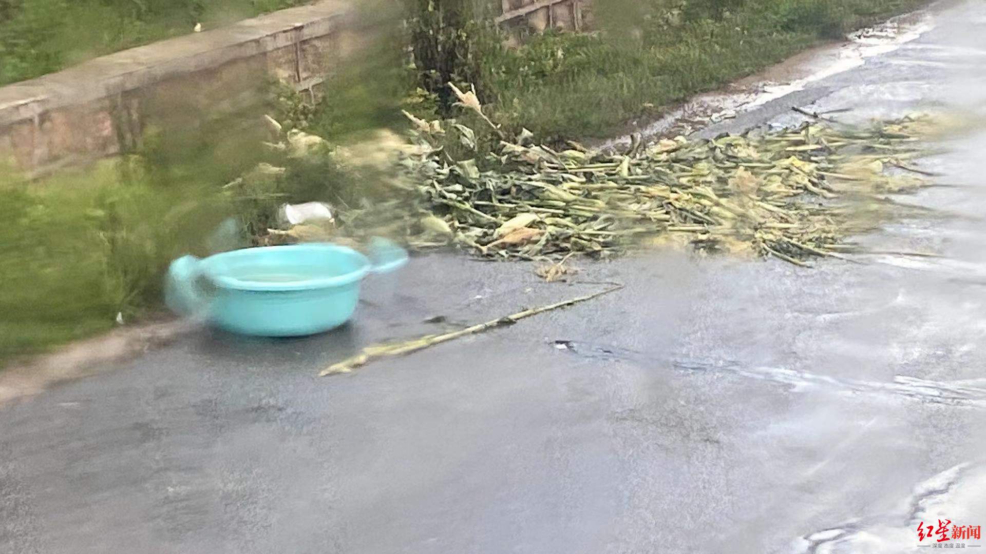 专访：亚洲象北上是整体趋势，长期投喂香蕉、菠萝、玉米等高糖、高热量食物，可能导致野象得高血压、糖尿病