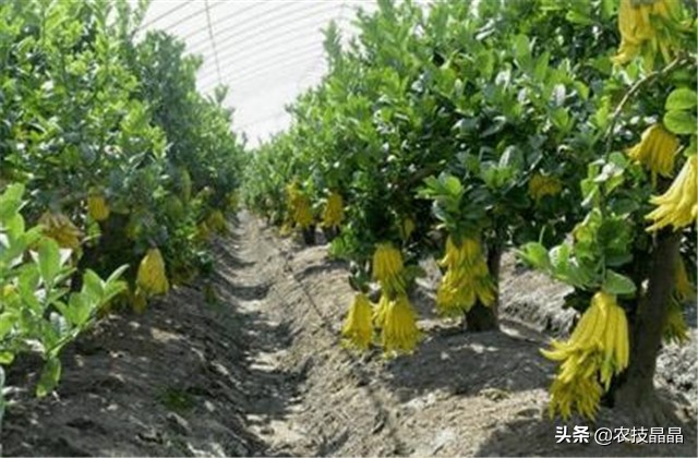 冬天从网上买的佛手苗怎么种植,种三年佛手一亩产量有多少