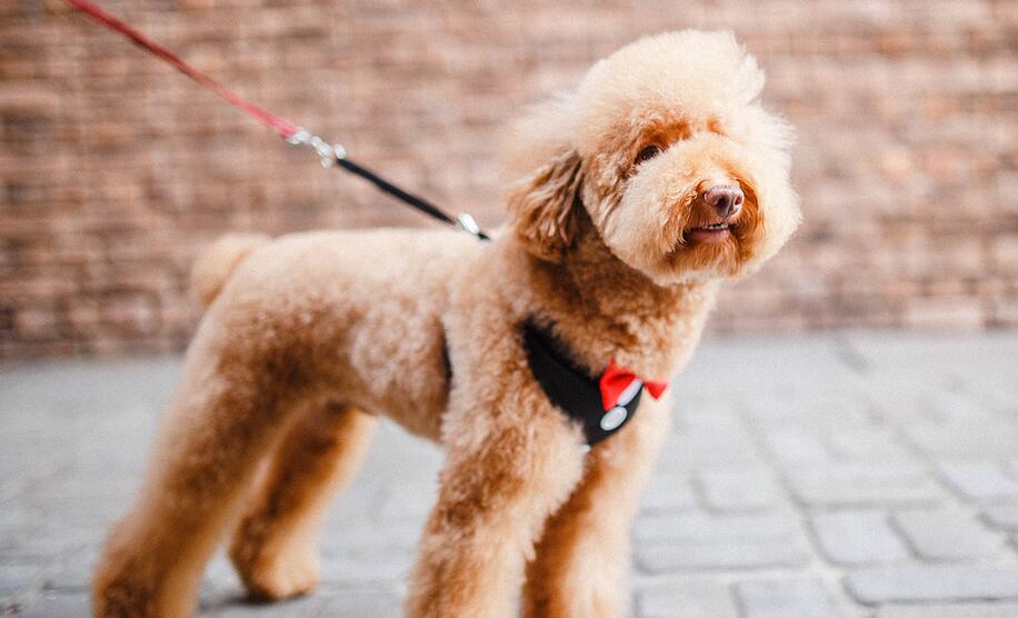贵宾犬太挑食了很瘦怎么办,贵宾犬怎么才能吃胖