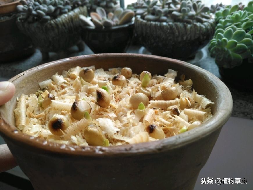 记录君子兰种子发芽的全过程图片,君子兰种子发芽全过程示意图