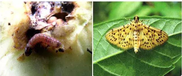 桃树病虫害防治与用药,桃树病虫害防治全年用药