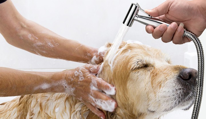 金毛夏天太热了怎么办,夏天金毛热吗