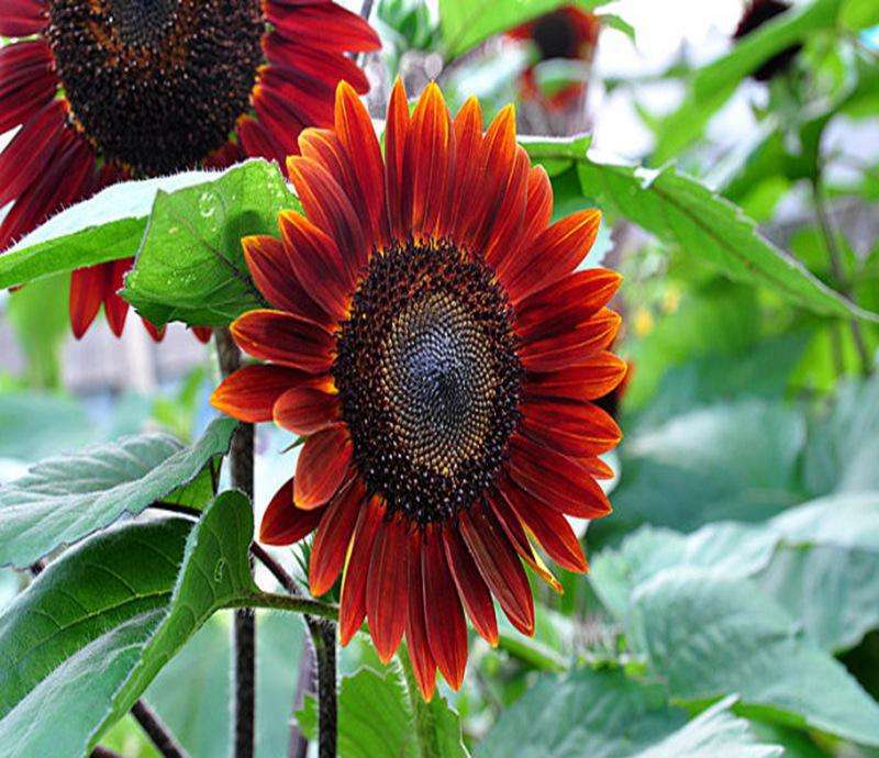 盆栽向日葵长多高时开花,怎么让向日葵长得比较矮就开花