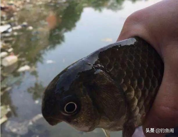 鱼塘里面怎么快速上鱼,稀少鱼塘如何上鱼快