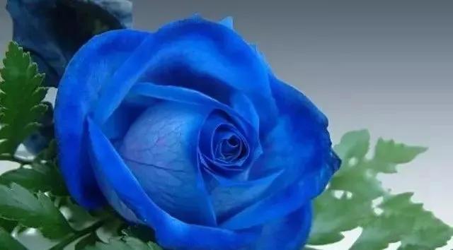 每天学习一点点——100种玫瑰品种科普