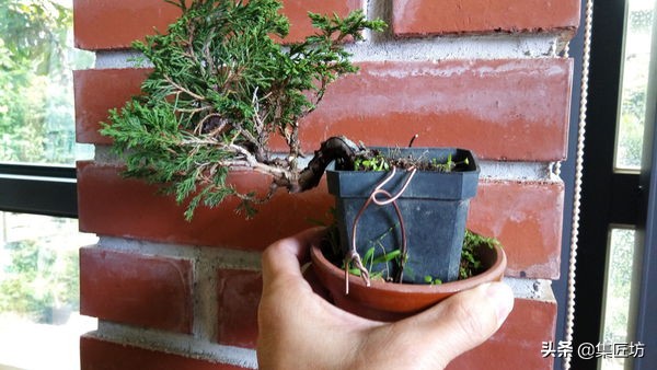 盆景干枯舍利制作,舍利干桩盆景图片