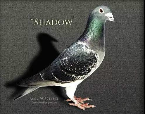 用成绩征服世界鸽坛，实力非凡却又异常低调的世界超级铭鸽全在这