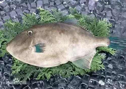 海南渔民整理的海鲜大全,渔民海鲜介绍