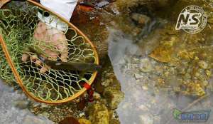 游钓篇｜渔在熊猫故里