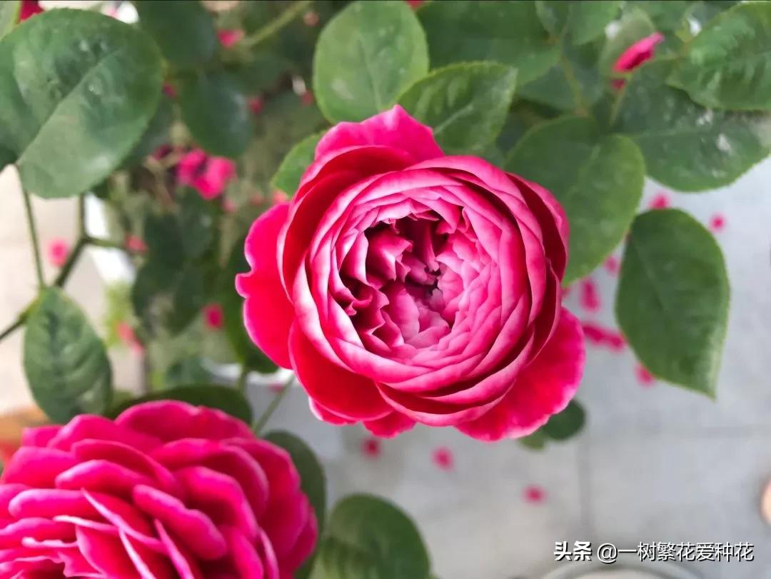 月季日本玛丽如何冬剪,日本玛丽月季的养殖方法