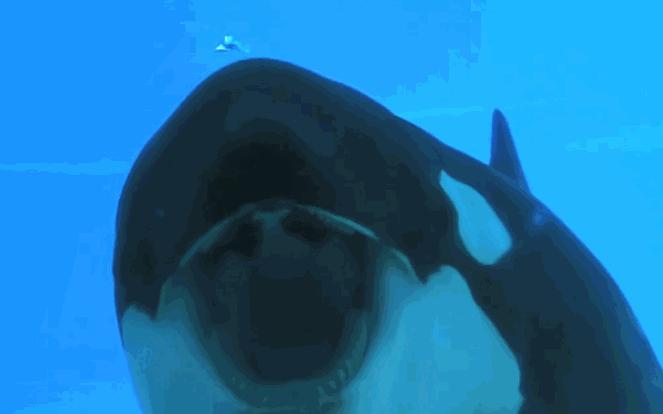 难得一见海洋动物表演,看不完的海洋动物和表演