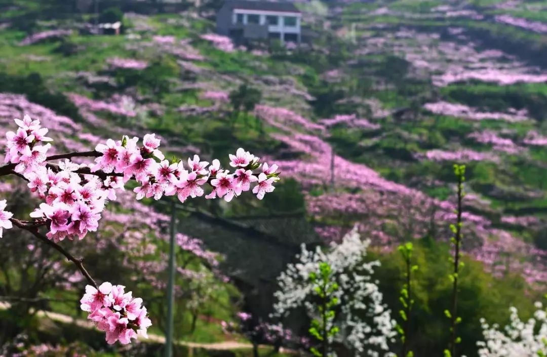 龙泉4大冷门赏桃线路出炉，向东60里遇见一座城市桃花源！