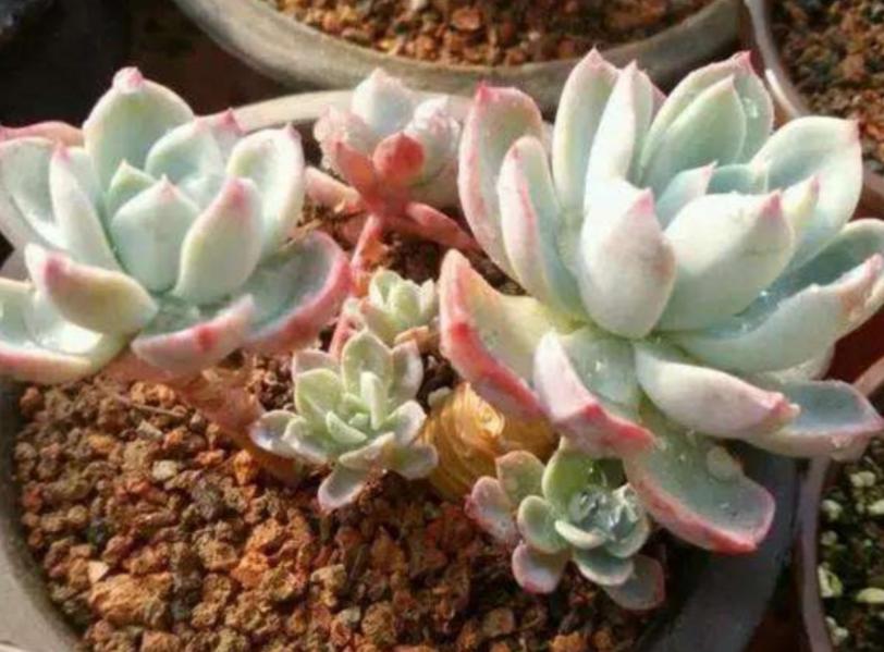 盆栽植物怎么浇水土不流失,盆栽里的土有点板结