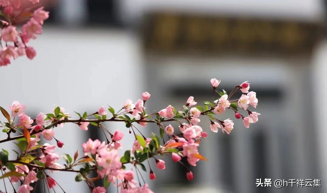 我的家乡商丘夏邑,夏邑又多一处美景有山有水还有花