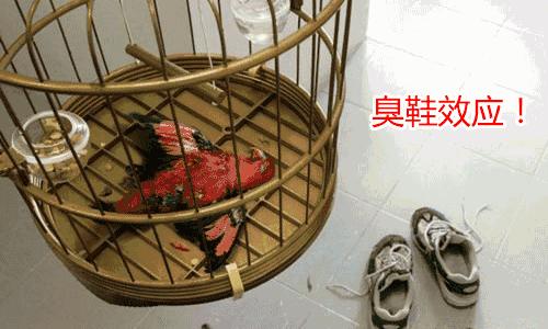 怎样才能简单让臭脚去臭,现在治脚臭的办法