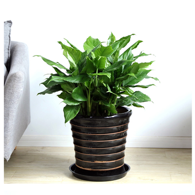 青叶万年青发黄烂根如何处理,青叶中华万年青移栽要注意事项