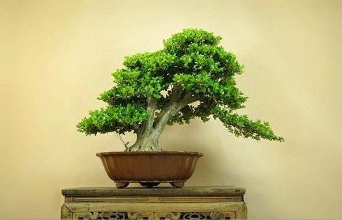 哪种黄杨木盆景最好最有价值,十大名贵黄杨树盆景