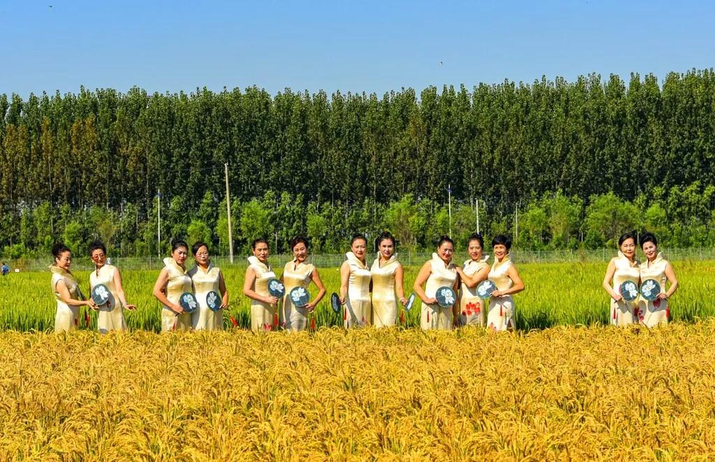 曹妃甸稻花节怎么样,曹妃甸稻花节现状