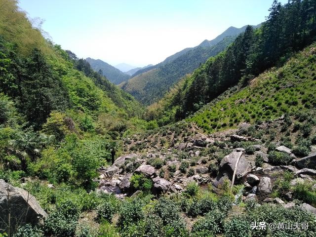 茶中翡翠，歙县滴水香——一颗蒙尘在北纬30°线上的黄山明珠