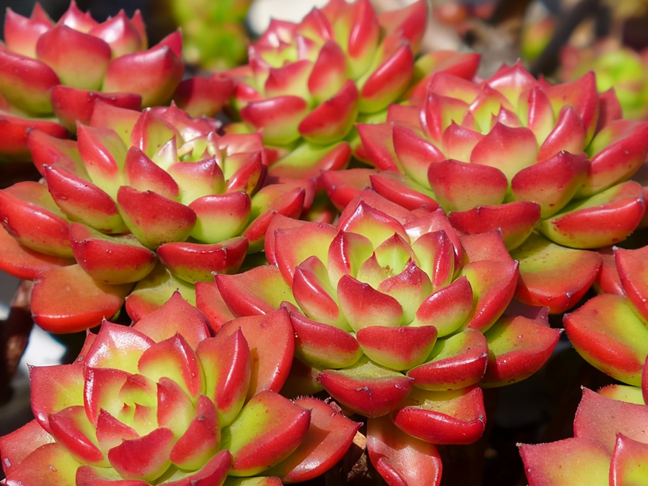 5种好看的多肉,多肉植物超好看白色