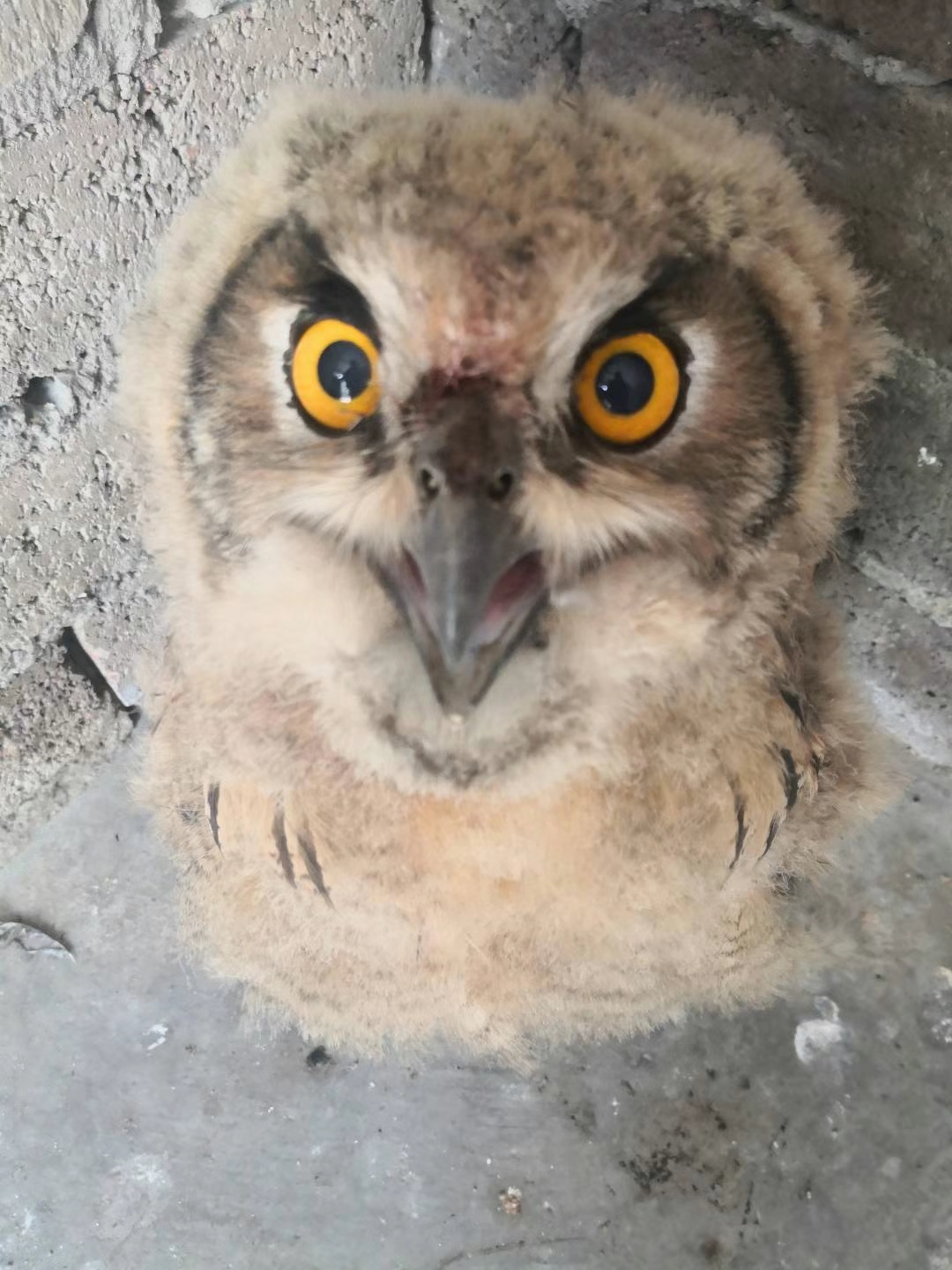 遇见了受伤的幼鸟怎么办,遇见受伤的鸟怎么救助