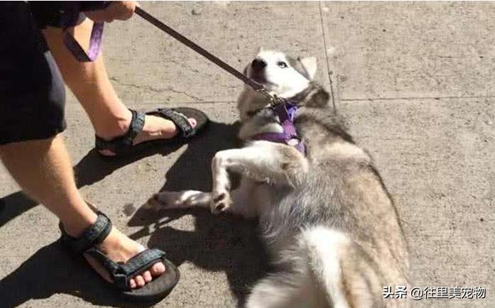 带狗狗出门狗狗趴地上,带狗狗遛弯刚出门就要往家走