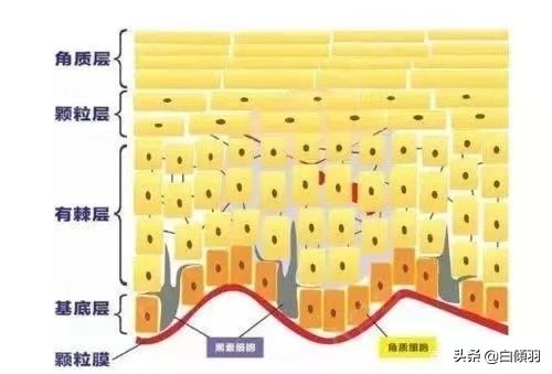 一到冬天干燥起皮,那是你角质层严重损坏了应该这样做