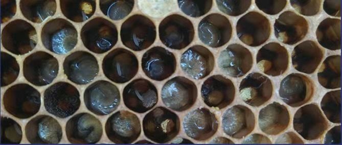 欧幼病、应急烂子、除草剂中毒、大幼虫不封盖病鉴别